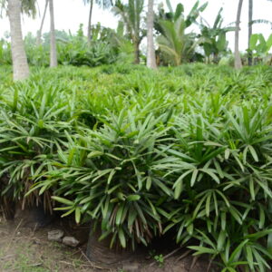 Raphis Palm 5