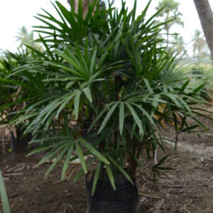 Raphis Palm