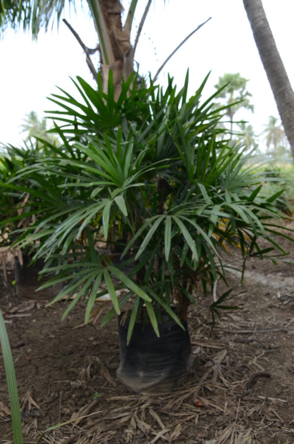 Raphis Palm