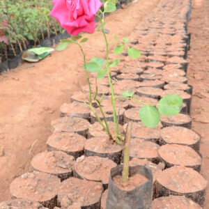 Rose-1