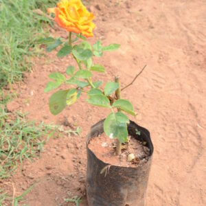 Rose-10