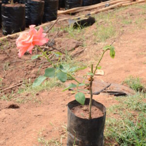 Rose-2