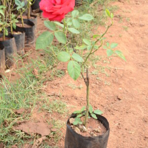 Rose-5