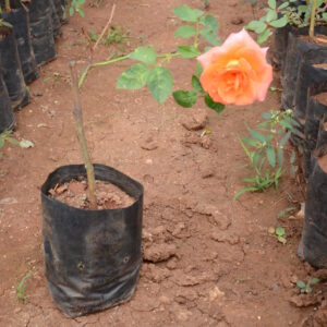 Rose-6