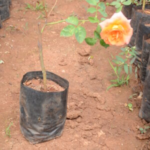 Rose-7