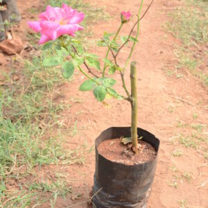 Rose-88