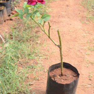 Rose-9