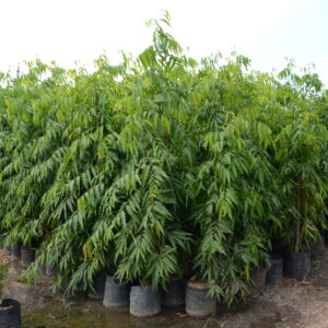 Saraca Indica 2