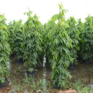 Saraca Indica 3