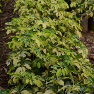 Schefflera Arboricola Variegata 2