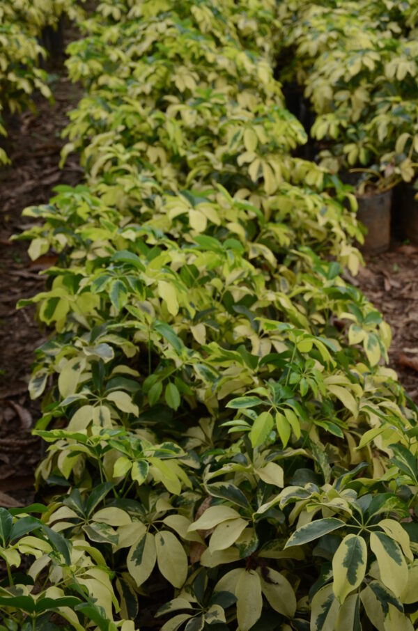 Schefflera Arboricola Variegata 2