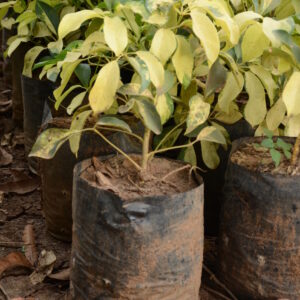 Schefflera Arboricola Variegata