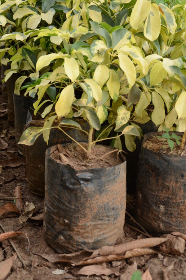 Schefflera Arboricola Variegata
