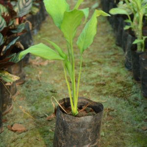Spathiphyllum