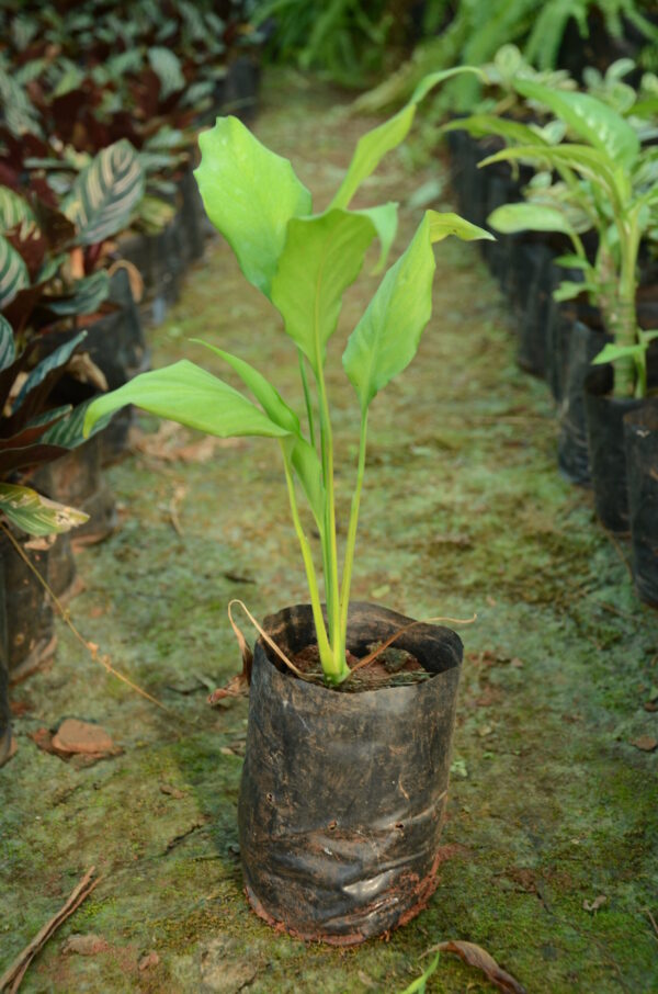 Spathiphyllum