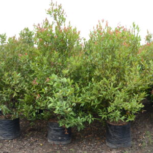 Syzigium Companulata 4