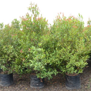 Syzigium Companulata 5