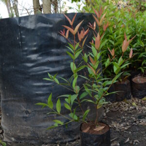 Syzygium Companulata 1