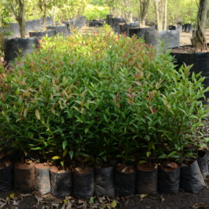Syzygium Companulata 2