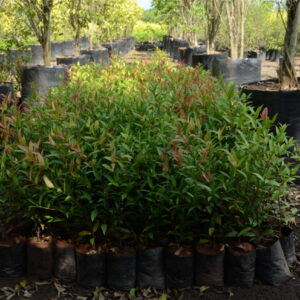 Syzygium Companulata 3
