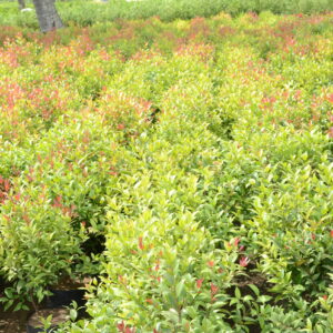 Syzygium Companulata