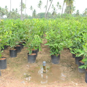 Syzygium Samarangense 2