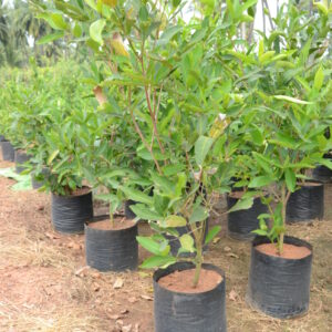 Syzygium Samarangense