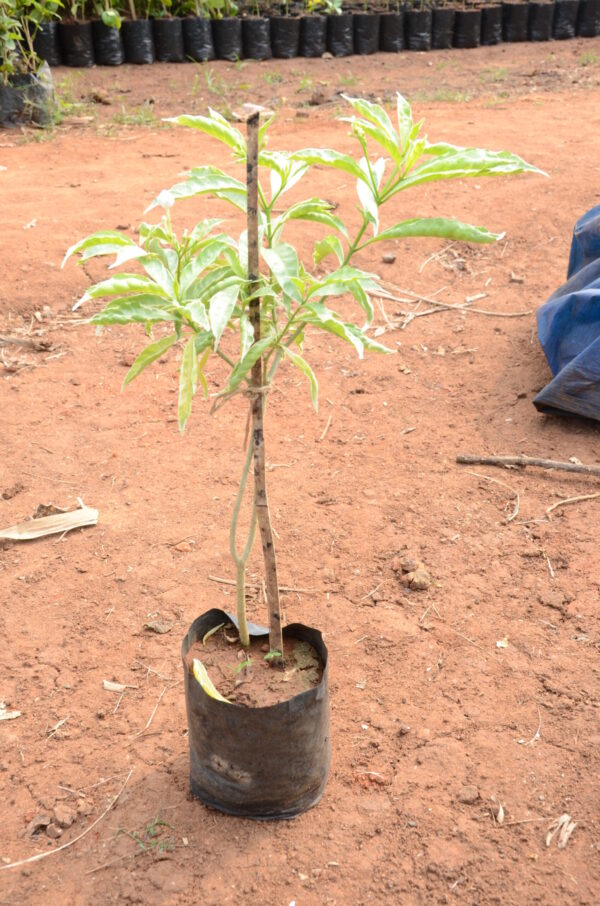 TMC-Variegata
