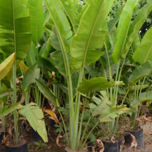 TYraveller Palm 2