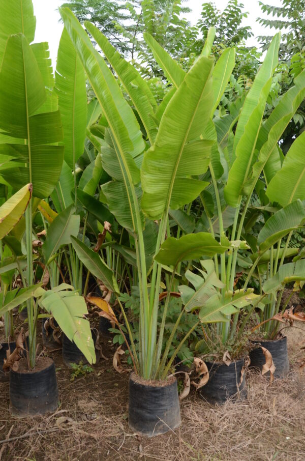 TYraveller Palm 2