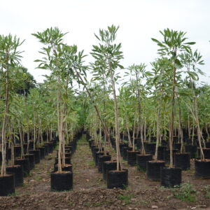 Tabebuia Argentina 2