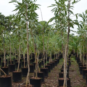 Tabebuia Argentina