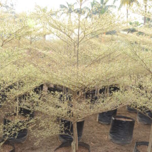 Terminelia Mentally Variegata 1