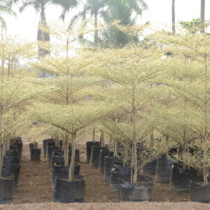 Terminelia Mentally Variegata 2