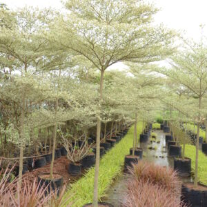 Terminelia Mentally Variegata 5
