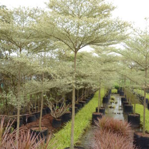Terminelia Mentally variegata 6