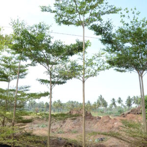 Terminelia Mentaly Green 2