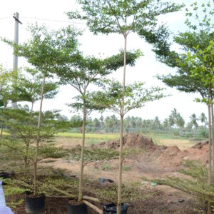 Terminelia Mentaly Green 3