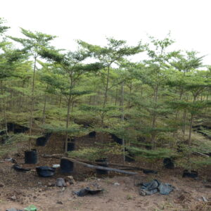 Terminelia Mentaly Green 4