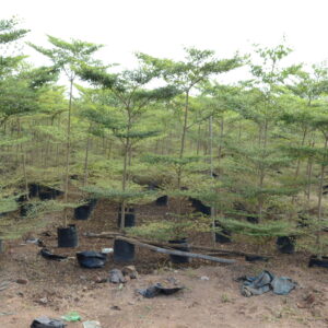 Terminelia Mentaly Green 5