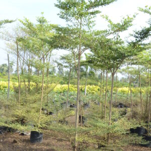 Terminelia Mentaly Green