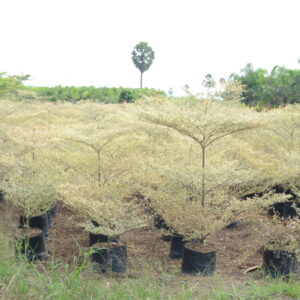 Terminelia Mentaly Variegata 2