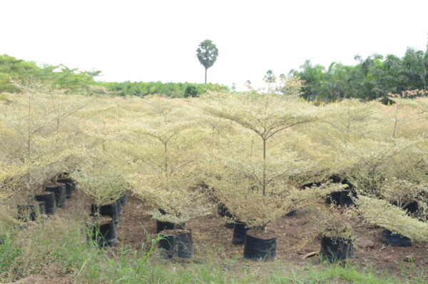 Terminelia Mentaly Variegata 2