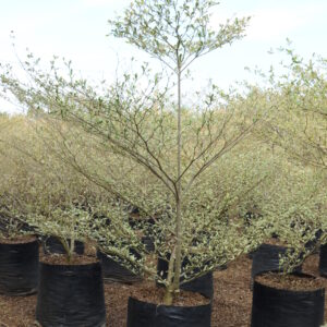 Terminelia Mentaly Variegata 3