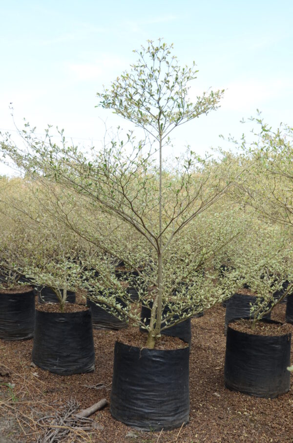 Terminelia Mentaly Variegata 3