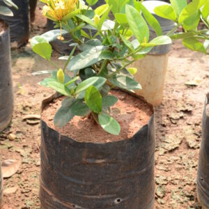 Thai-Ixora-Yellow