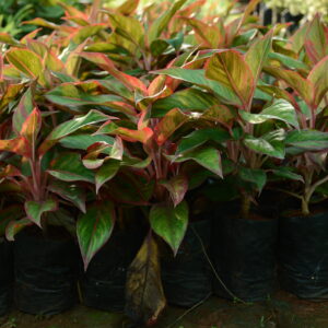 Thailand Aglaonema