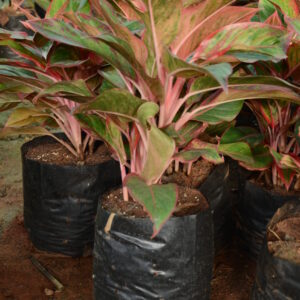Thailand Agloenima 2