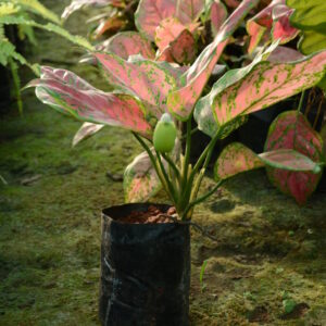 Thailand Agloenima 3