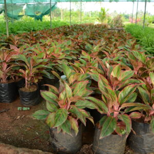 Thailand Agloenima